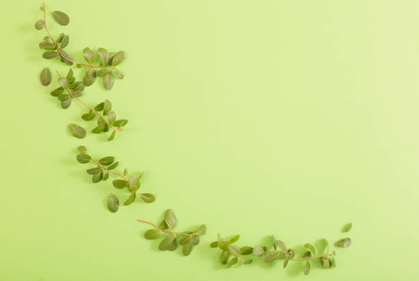istock green blueberry leaves and branches on green background 1390776330