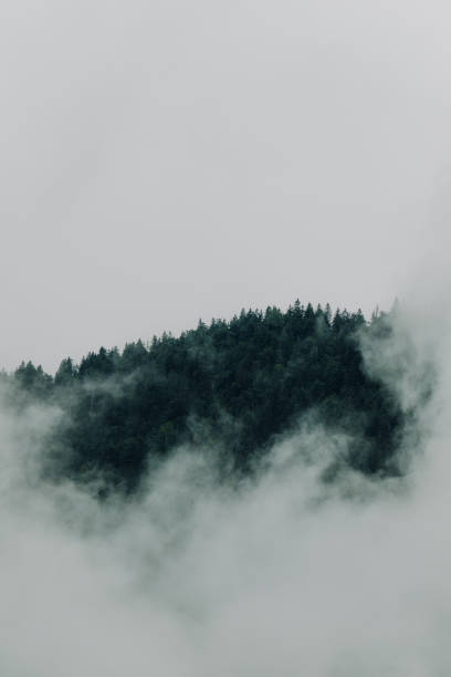 istock Harmonious image of dense fog hanging in the trees. 1390778269