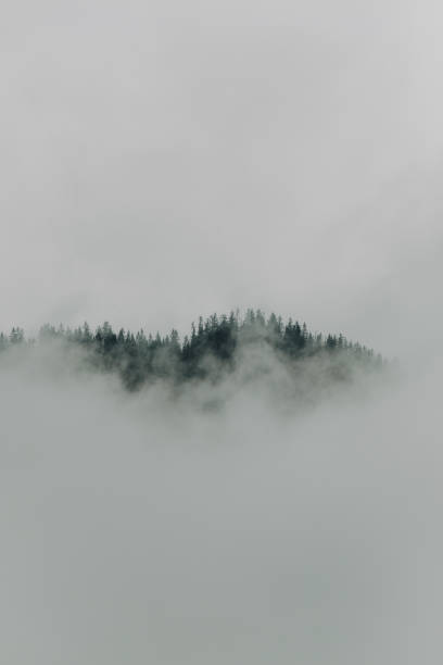 istock Harmonious image of dense fog hanging in the trees. 1390778271