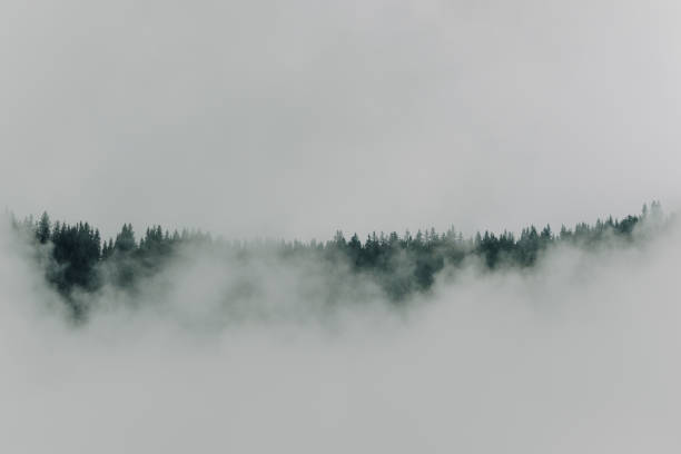 A dreamlike, mystical mood created by the combination of dense fog hanging in the trees, perfect as a calm, idyllic image in various situations.
