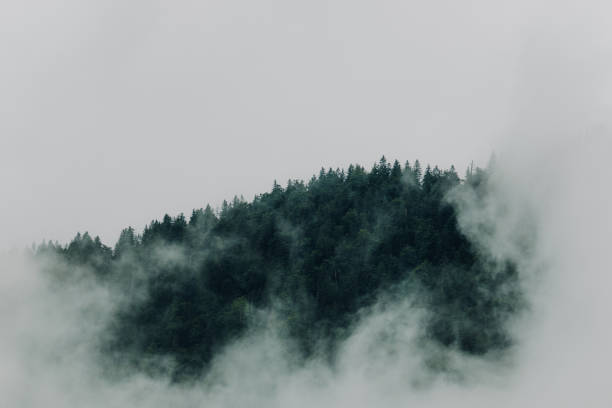 istock Harmonious image of dense fog hanging in the trees. 1390778278