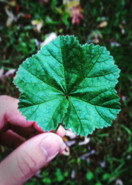 A shot of a freshly fallen leaf during a rainy autumn day. Shot taken in 2018.