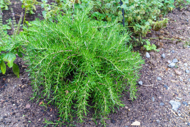 istock Fresh rosemary growing in a garden 1390779370