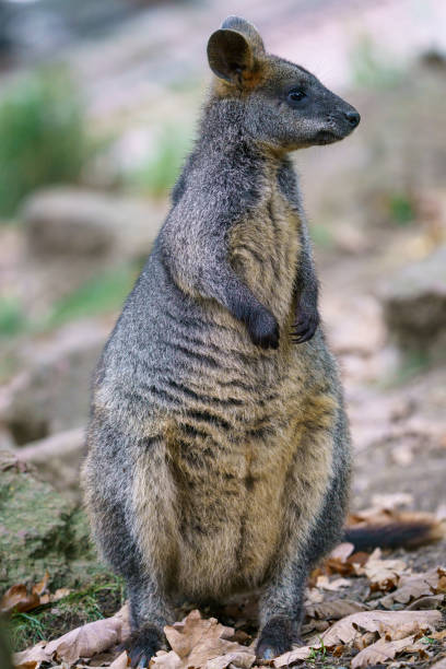 istock Swamp Wallaby, Wallabia bicolor. Known as the black wallaby 1390779377