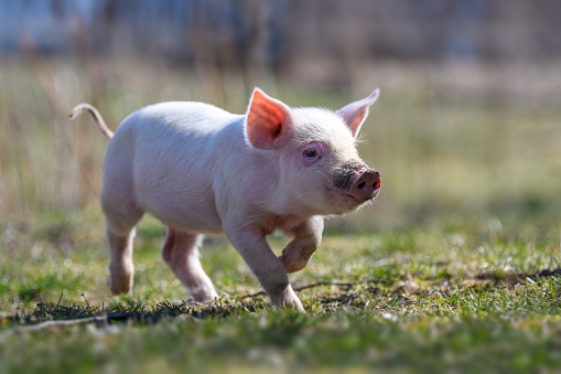 Close newborn piglet on spring grass on a farm