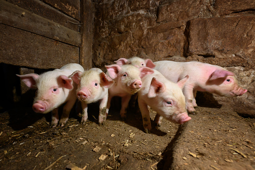 Livestock industry of funny dirt baby piglet in small swine farm