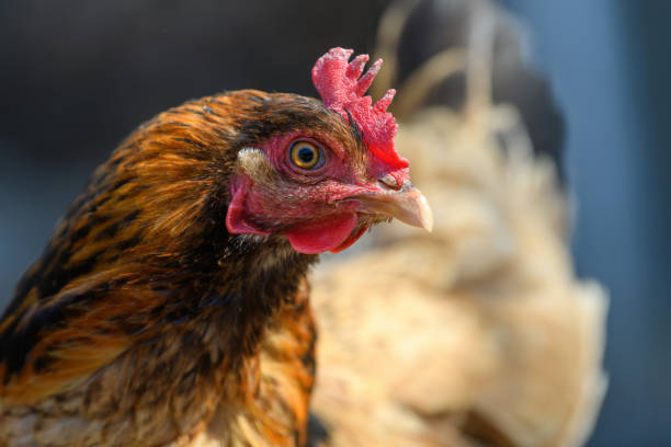istock Portrait chicken on the farm, poultry concept 1390779479