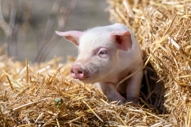 istock Piglet on hay and straw at pig breeding farm 1390779487