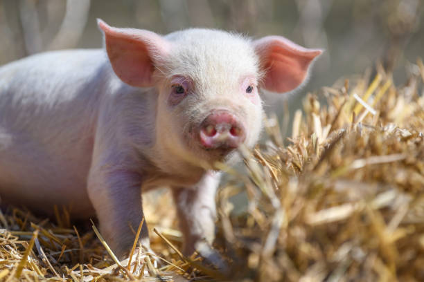 istock Piglet on hay and straw at pig breeding farm 1390779490