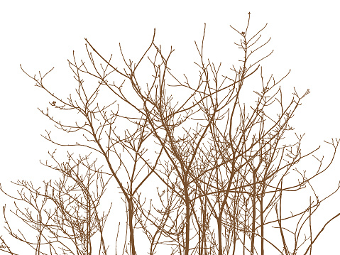 Vector illustration of bare Tree branches and twigs