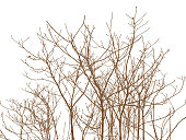istock Bare Tree branches and twigs 1390779496