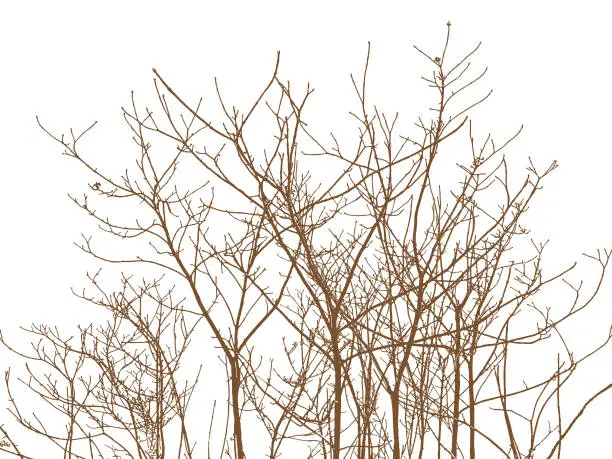 Vector illustration of Bare Tree branches and twigs