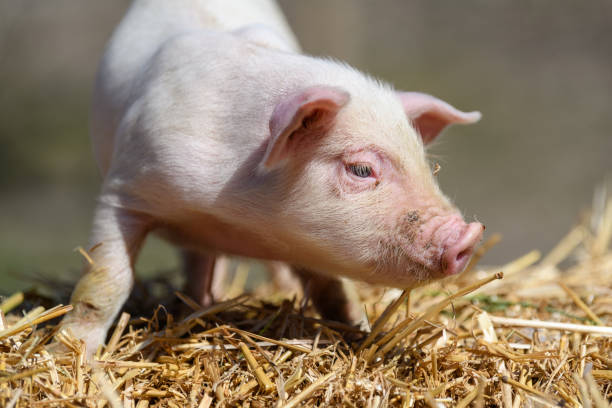 istock Piglet on hay and straw at pig breeding farm 1390779499
