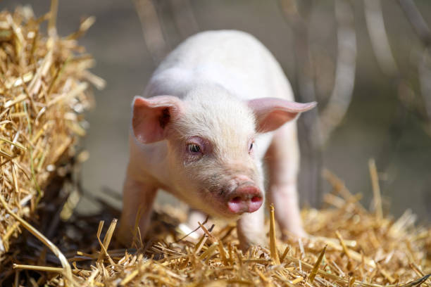 istock Piglet on hay and straw at pig breeding farm 1390779500