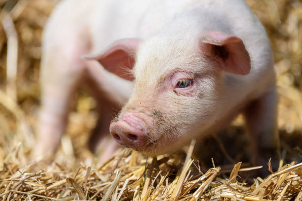 istock Piglet on hay and straw at pig breeding farm 1390779505