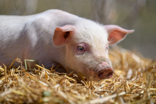 Close baby piglet on hay and straw at pig breeding farm