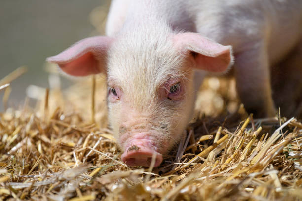 istock Piglet on hay and straw at pig breeding farm 1390779508