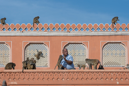 Jaipur, India - Nov 26, 2018 : Indian man feeds the hungry monkeys next to the wall Hawa Mahal, pink palace of winds in old city Jaipur, Rajasthan, India