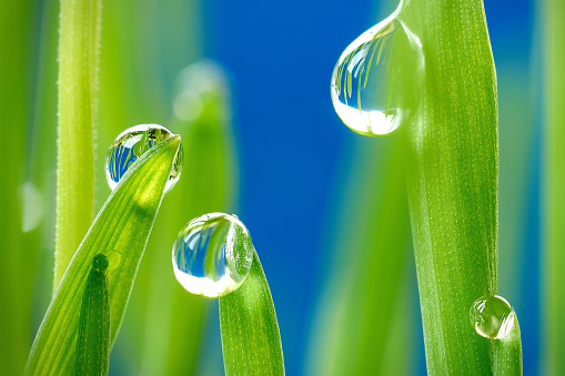 water drops of dew on young sprouts of wheat super macro