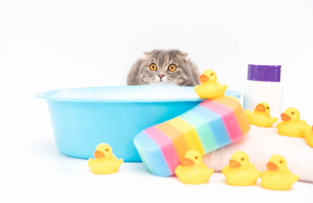 istock cat bathes in a bath with foam and duck 1390780307