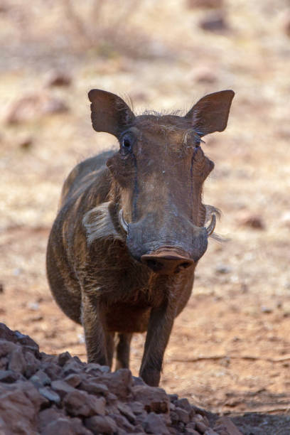 수컷 멧돼지 남부 아프리카의 일반적인 야생 warthog [phacochoerus africanus] - domestic pig animals in the wild wild boar hunting 뉴스 사진 이미지