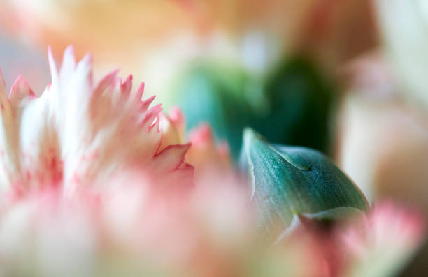 istock Beauty of blooming carnation 1390782409