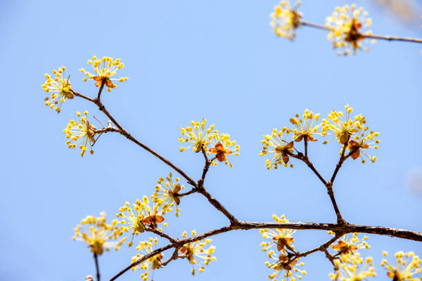 istock Yellow corni, a Beautiful Flower in Spring,Blue sky background 1390783489