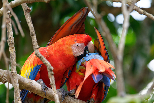 Macaws preen on a tree branch in the Los Llanos region of Colombia