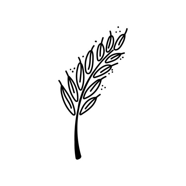 ilustrações, clipart, desenhos animados e ícones de ícone simples de trigo, cevada, arroz. esboço desenhado à mão no estilo de aveia com grãos. ilustração de vetor isolado de trigo. - barley black stem wheat
