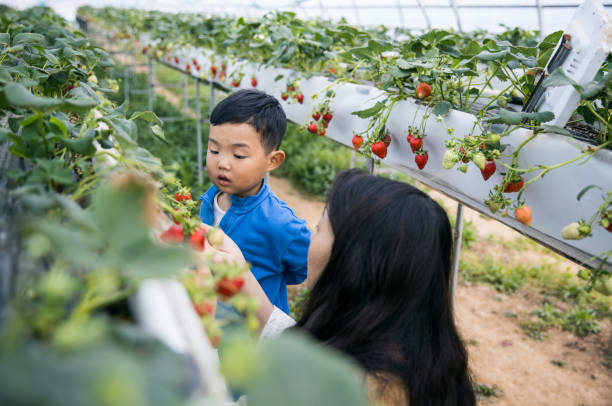 istock Mother took her son picking strawberries 1390785340