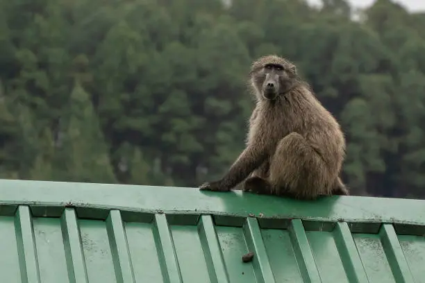 Problematic Chacma Baboon sitting on resort rooftop in the Southern Drakensburg, KwaZulu-Natal, South Africa.