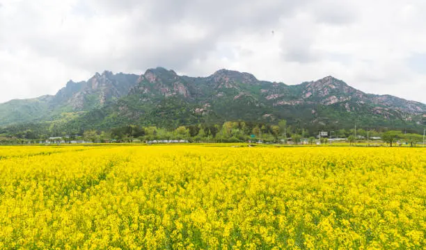 Yellow rapeseed field in front of Wolchulsan National Park