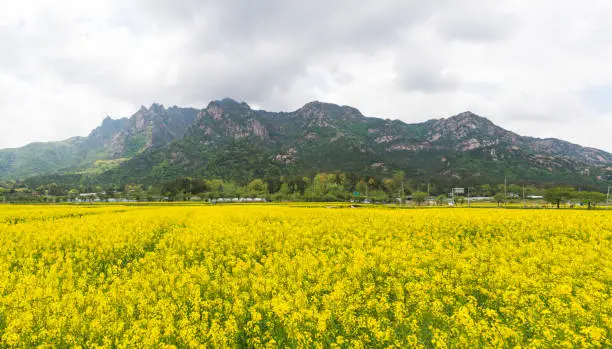 Yellow rapeseed field in front of Wolchulsan National Park