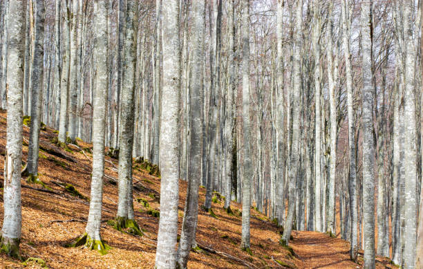 istock walking in the beautiful autumn forest 1390787620
