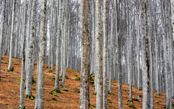 istock the relaxing autumn forest on the mountains 1390787655