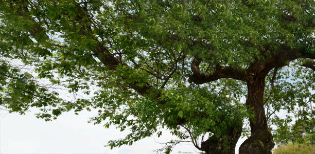 istock Beautiful tree in summer with new green leaves 1390787680