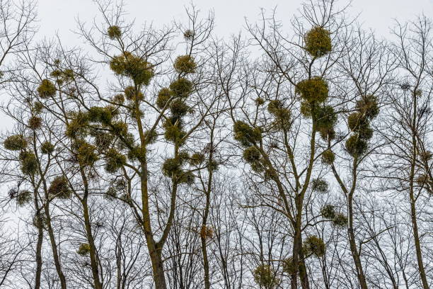 green mistletoes on a tree. viscum album is a hemiparasite native to europe and parts of asia - european mistletoe imagens e fotografias de stock