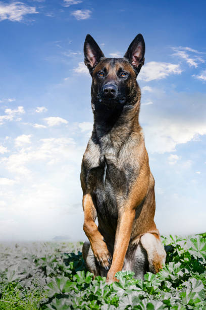 young belgian shepherd training in the nature for security