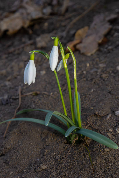 istock Early spring snowdrops, Galanthus nivalis, selective focus and diffused background 1390787958