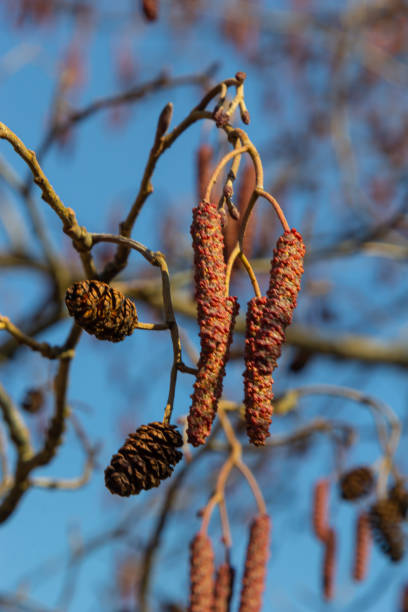 ольха европейская, alnus glutinosa, ветвь со зрелыми женскими кошками, цветущие мужские кошки и почки на мягком фоне, селективный фокус - glutinosa стоковые фото и изображения