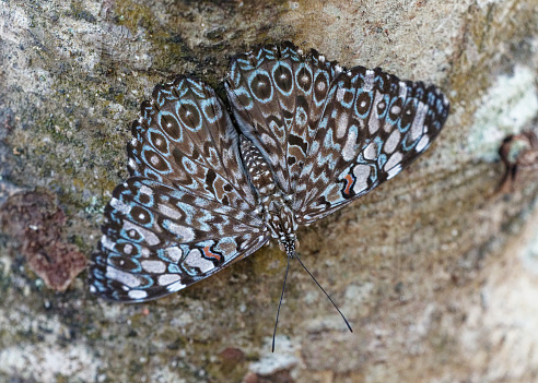 a butterfly rests on a tree in south America