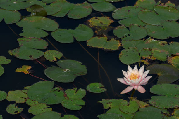 istock Lotus flower in Pond. Natural background 1390789958