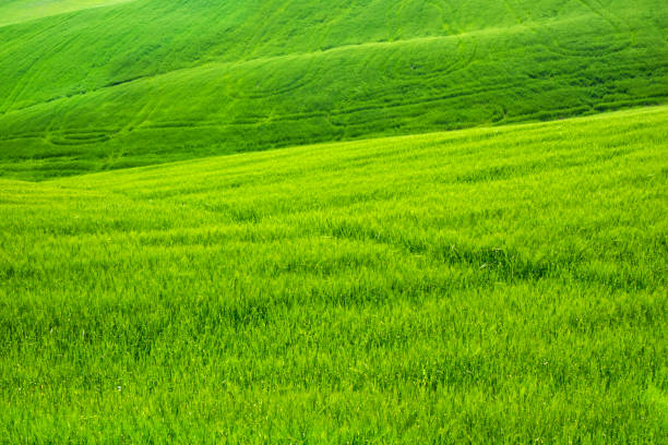 Italy Tuscany view of the expanses of green wheat in spring
