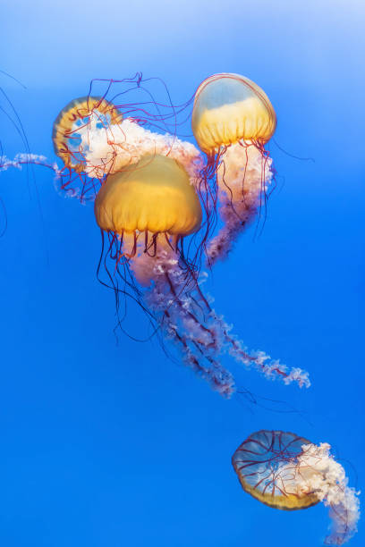 istock Orange jellyfish (Chrysaora fuscescens or Pacific sea nettle) in blue ocean water 1390790075