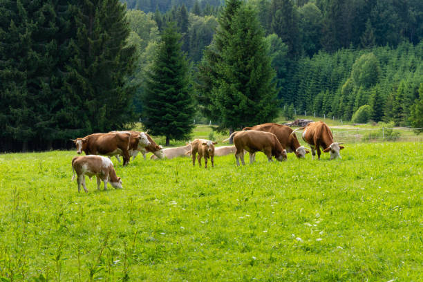 ワイデハルトゥン - grass fed ストックフォトと画像