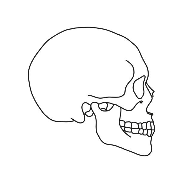 A human skull. Drawn by lines on white background. Vector Stock illustration. human skull stock illustrations
