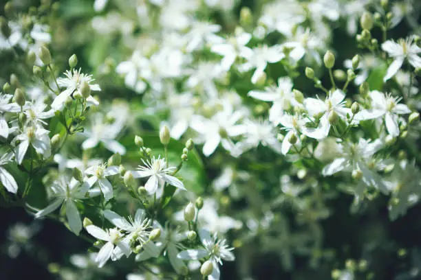 Selective focus spring garden view of Clematis flammula fragrant white flowers texture. White green moody summer flowery background with copy space. Blooming Clematis Manchurian or virginsbower flower