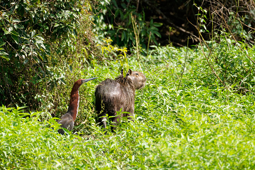Capybara thrive on the Los Llanos of Colombia