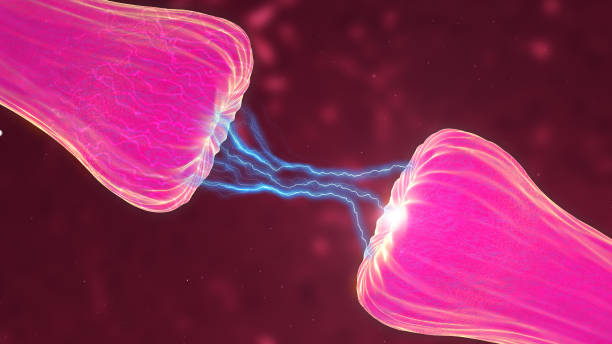 istock Neuronal and Synapse Activity animation showing chemical messengers or neurotransmitters released. Neurons showing neuroactivity, synapses, neurotransmitters, brain, axons. 1390794110