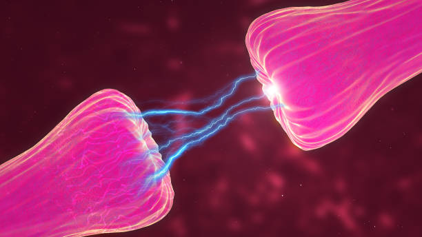 istock Neuronal and Synapse Activity animation showing chemical messengers or neurotransmitters released. Neurons showing neuroactivity, synapses, neurotransmitters, brain, axons. 1390794204